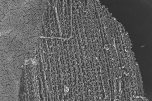 CIL:6566, Oryctolagus cuniculus, skeletal muscle cell