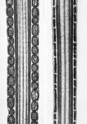 CIL:35967, Neotragus moschatus, Mus musculus, sperm