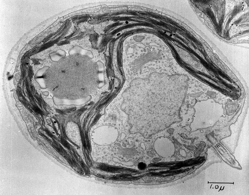 CIL:37252, Chlamydomonas reinhardtii