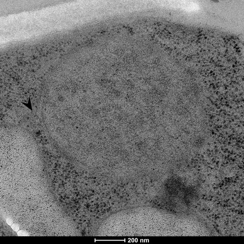 CIL: 50853, Saccharomyces cerevisiae (baker's yeast, budding yeast), Mixed population of S. cerevisiae cells