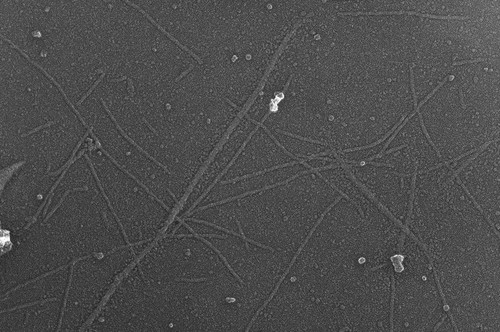 CIL:6259, Oryctolagus cuniculus, skeletal muscle cell