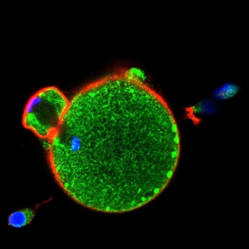 CIL: 54632, Mus musculus, oocyte