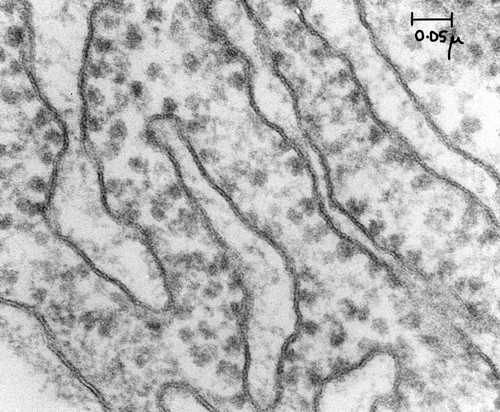 CIL:37230, Cavia porcellus, pancreatic cell