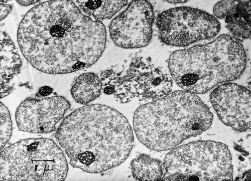 CIL:37150, Cavia porcellus, liver cell