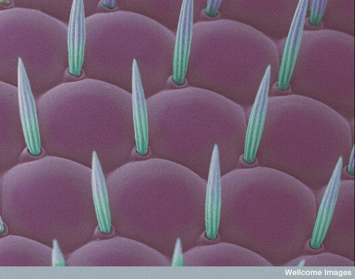 CIL:39110, Drosophila, cornea cell, setae