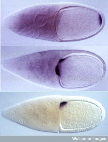 CIL:38963, Drosophila, invertebrate nurse cell, oocyte, follicle cell