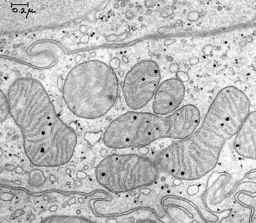 CIL:37198, Cavia porcellus, pancreatic cell