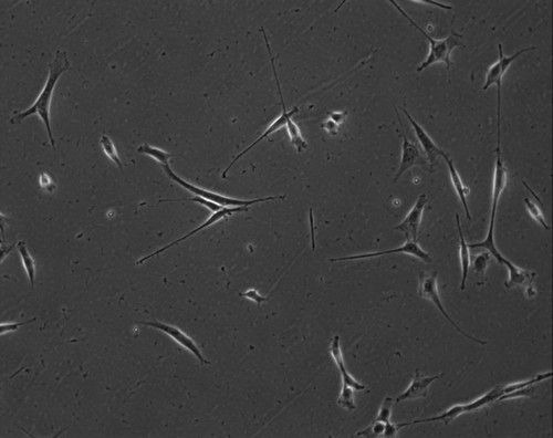 CIL:7843, Mus musculus, permanent cell line cell