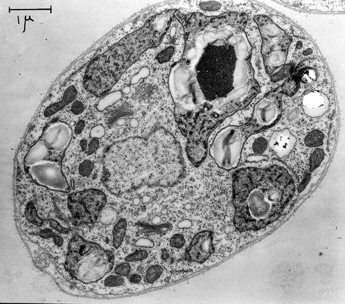 CIL:37259, Chlamydomonas reinhardtii