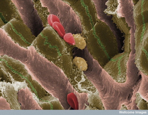 CIL:39088, Mus musculus, Kupffer cell, hepatocyte, red blood cell