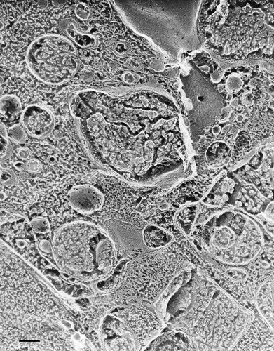 CIL:36617, Paramecium multimicronucleatum, cell by organism, eukaryotic cell, Eukaryotic Protist, Ciliated Protist