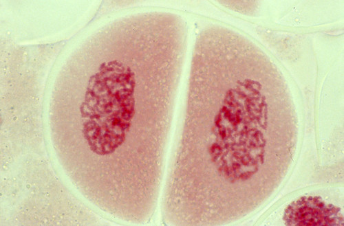 CIL: 54556, Lilium longiflorum, reproductive cell (microsporocyte)