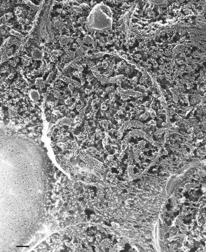 CIL:36634, Paramecium multimicronucleatum, cell by organism, eukaryotic cell, Eukaryotic Protist, Ciliated Protist