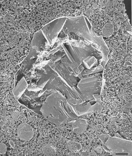 CIL:36642, Paramecium multimicronucleatum, cell by organism, eukaryotic cell, Eukaryotic Protist, Ciliated Protist