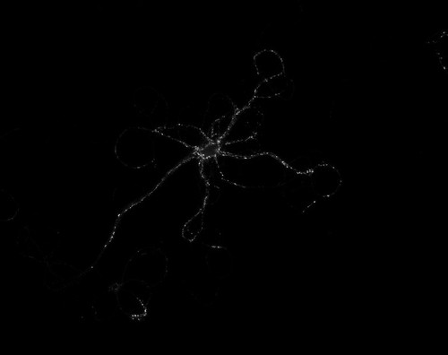 CIL:36181, Rattus, multipolar neuron
