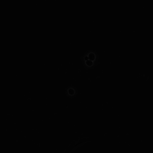 CIL:35717, Saccharomyces cerevisiae