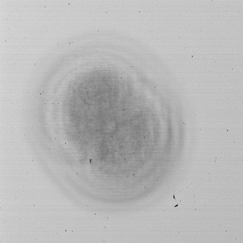 CIL:35451, Mus musculus, early embryonic cell