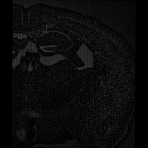 CIL:46967, Mus musculus, CNS neuron (sensu Nematoda and Protostomia)