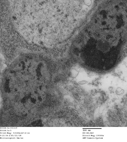 CIL: 50758, Drosophila melanogaster