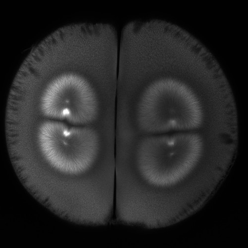 CIL:36441, Xenopus laevis, fertilized egg