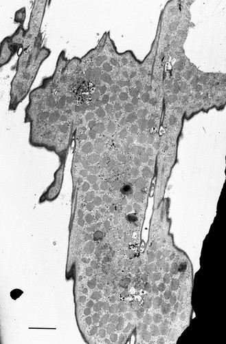 CIL:12332, Euplotes sp., cell by organism, eukaryotic cell, Eukaryotic Protist, Ciliated Protist