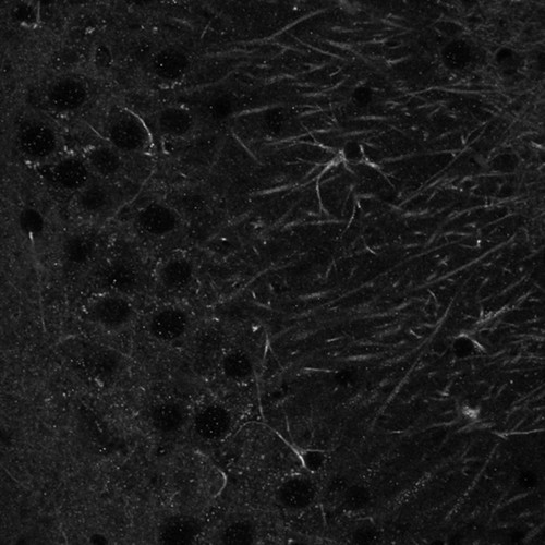 CIL:40134, Mus musculus, CNS neuron (sensu Vertebrata)