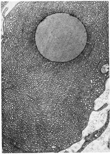 CIL:10807, Cavia porcellus, Leydig cell