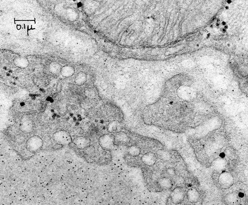 CIL:37131, Rattus, capillary endothelial cell