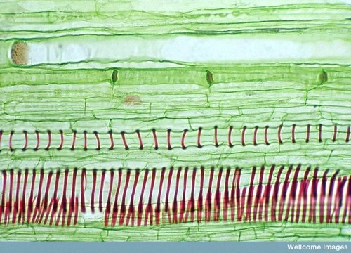 CIL:38928, Cucurbita, plant cell, xylem, phloem