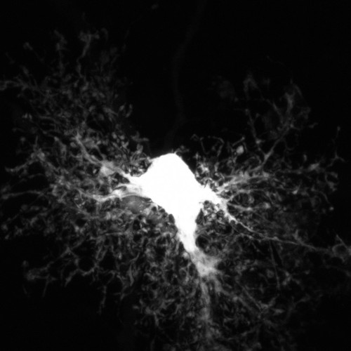 CIL:40171, Rattus norvegicus, astrocyte, astrocyte of the hippocampus