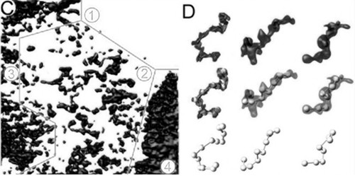 CIL:39744, Mus musculus, retinal rod cell