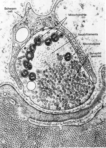 CIL:36010, Anura, peripheral neuron, muscle cell, myelinating Schwann cell