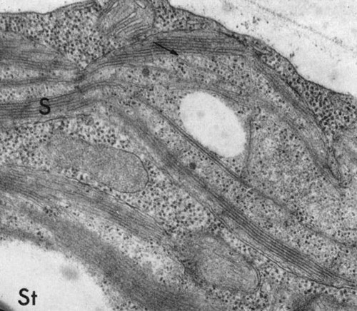 CIL:38707, Chlamydomonas reinhardtii