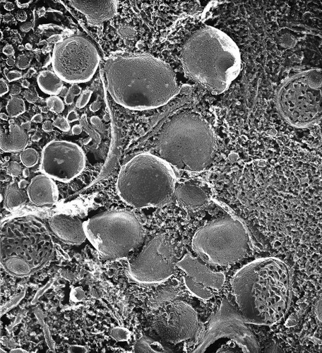 CIL:40563, Paramecium multimicronucleatum, cell by organism, eukaryotic cell, Eukaryotic Protist, Ciliated Protist