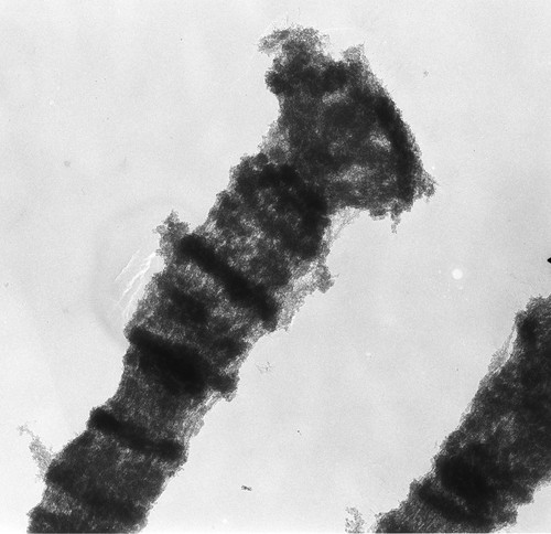 CIL:25501, Drosophila melanogaster, salivary gland