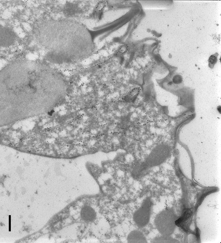 CIL:9850, Paramecium tetraurelia, cell by organism, eukaryotic cell, Eukaryotic Protist, Ciliated Protist