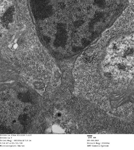 CIL: 50759, Drosophila melanogaster