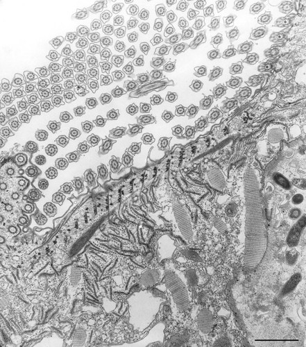 CIL:36779, Paramecium caudatum, cell by organism, eukaryotic cell, Eukaryotic Protist, Ciliated Protist