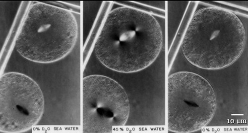 CIL:38677, Pectinaria gouldii, oocyte