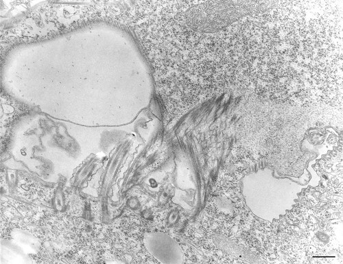 CIL:36220, Tetrahymena pyriformis, cell by organism, eukaryotic cell, Eukaryotic Protist, Ciliated Protist
