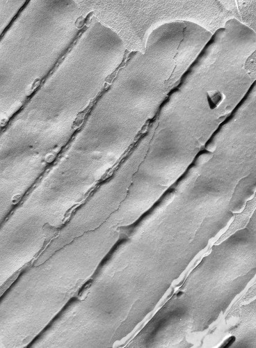 CIL:39325, Vorticella microstoma, cell by organism, eukaryotic cell, Eukaryotic Protist, Ciliated Protist