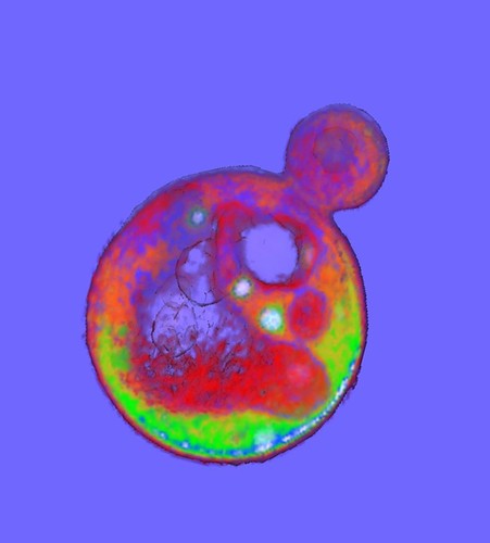 CIL:143, Saccharomyces cerevisiae Y12