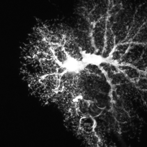 CIL:36327, Rattus, astrocyte