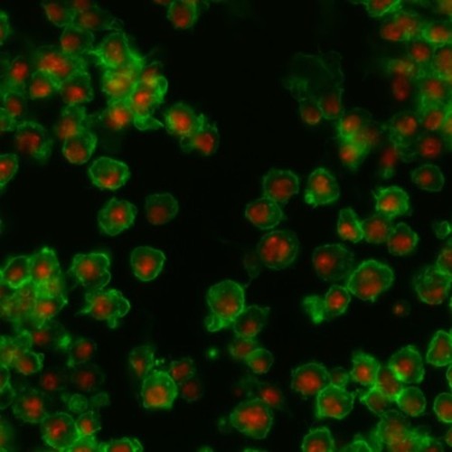 CIL:32131, Drosophila melanogaster, epithelial cell