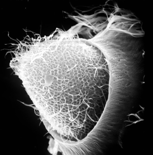 CIL:39248, Didinium nasutum, Paramecium sp., cell by organism, eukaryotic cell, Eukaryotic Protist, Ciliated Protist