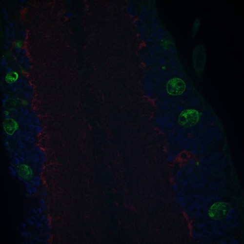 CIL: 54671, Drosophila melanogaster, astrocytes (red)