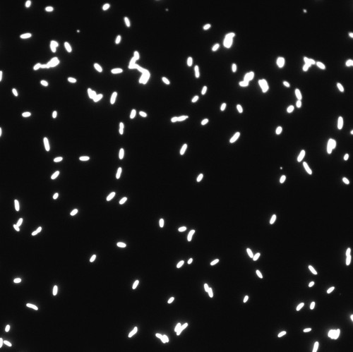 CIL: 54697, Bacteria E coli, MC1061