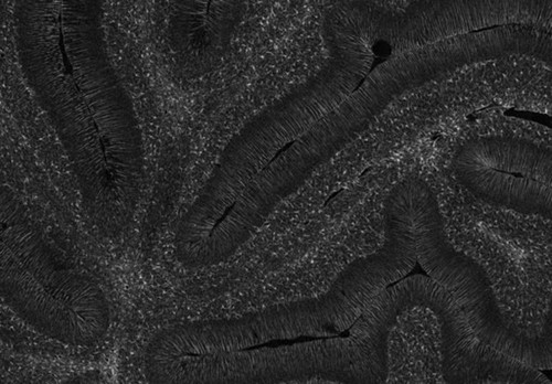 CIL:39962, Rattus norvegicus, Purkinje cell, astrocyte, cerebellar granule cell