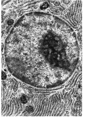 CIL:11045, Myotis lucifugus, pancreatic acinar cell
