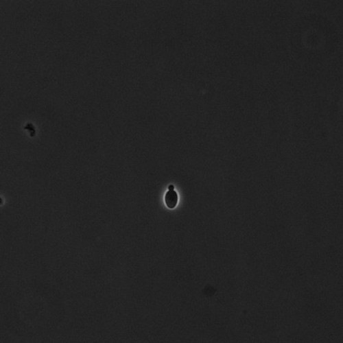 CIL:39650, Saccharomyces cerevisiae